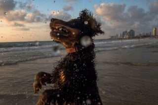 Illustration de l'article : 15 photos de chiens qui posent à la perfection devant l’objectif d’un photographe d’art