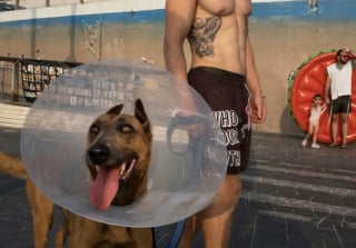 Illustration de l'article : 15 photos de chiens qui posent à la perfection devant l’objectif d’un photographe d’art