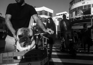 Illustration de l'article : 15 photos de chiens qui posent à la perfection devant l’objectif d’un photographe d’art