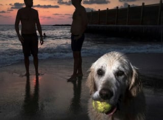 Illustration de l'article : 15 photos de chiens qui posent à la perfection devant l’objectif d’un photographe d’art