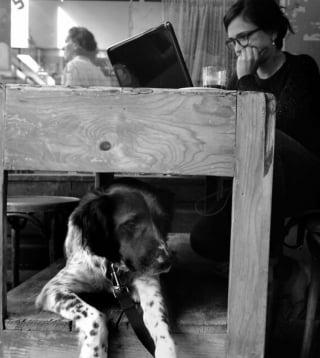 Illustration de l'article : 15 photos de chiens qui posent à la perfection devant l’objectif d’un photographe d’art
