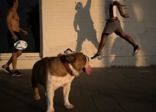 Illustration de l'article : 15 photos de chiens qui posent à la perfection devant l’objectif d’un photographe d’art