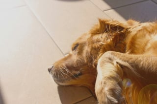Illustration de l'article : 5 signes annonciateurs d’un coup de soleil chez votre chien