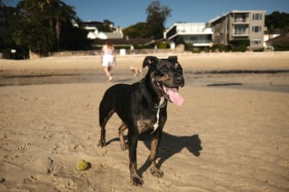 Illustration de l'article : 5 signes annonciateurs d’un coup de soleil chez votre chien