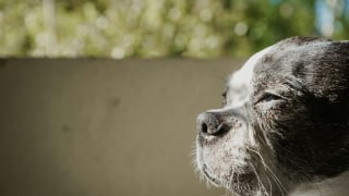 Illustration de l'article : 5 signes annonciateurs d’un coup de soleil chez votre chien