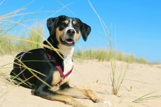 Illustration de l'article : 5 signes annonciateurs d’un coup de soleil chez votre chien