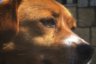 Illustration de l'article : 5 signes annonciateurs d’un coup de soleil chez votre chien