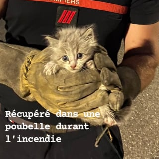Illustration de l'article : Retrouvé dans une poubelle pendant les incendies en Gironde (33), ce chaton s'offre une seconde vie chez les pompiers qui l’ont sauvé