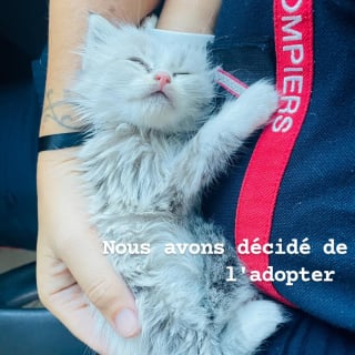 Illustration de l'article : Retrouvé dans une poubelle pendant les incendies en Gironde (33), ce chaton s'offre une seconde vie chez les pompiers qui l’ont sauvé