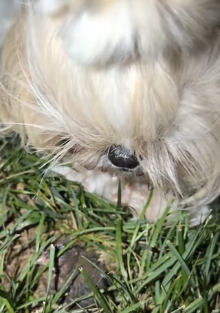 Illustration de l'article : « Elle fait du baby-sitting », cette chienne Shih Tzu trouve un oisillon et refuse de l’abandonner à son sort (vidéo)