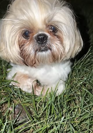 Illustration de l'article : « Elle fait du baby-sitting », cette chienne Shih Tzu trouve un oisillon et refuse de l’abandonner à son sort (vidéo)