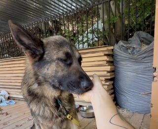 Illustration de l'article : « Nous ne méritons pas les chiens », une femme sauve un chien abandonné dans la rue et fond en larmes devant sa réaction (vidéo)