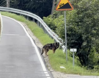 Illustration de l'article : « Nous ne méritons pas les chiens », une femme sauve un chien abandonné dans la rue et fond en larmes devant sa réaction (vidéo)