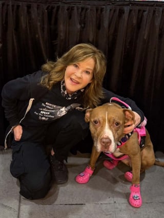 Illustration de l'article : L'actrice de L'Exorciste, Linda Blair, défend son refuge après des demandes de mise aux normes pour accueillir ses 251 chiens