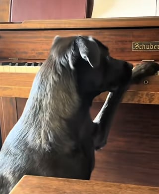 Illustration de l'article : Pour faire plaisir à son chien mélomane, cette famille l’emmène dans une école de musique (vidéo)