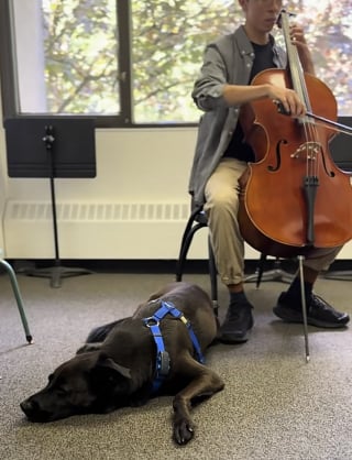 Illustration de l'article : Pour faire plaisir à son chien mélomane, cette famille l’emmène dans une école de musique (vidéo)
