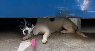 Illustration de l'article : Ce chien d'une extr&ecirc;me timidit&eacute; trouve le courage de sauter sur les genoux de sa m&egrave;re d'accueil au bout de 27 jours