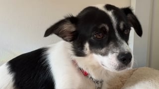 Illustration de l'article : Ce chien d'une extr&ecirc;me timidit&eacute; trouve le courage de sauter sur les genoux de sa m&egrave;re d'accueil au bout de 27 jours