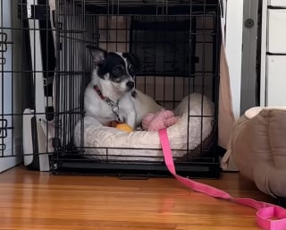Illustration de l'article : Ce chien d'une extr&ecirc;me timidit&eacute; trouve le courage de sauter sur les genoux de sa m&egrave;re d'accueil au bout de 27 jours