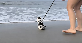 Illustration de l'article : &laquo; Un vrai chaton aventurier ! &raquo;, ce jeune chat de 10 semaines d&eacute;couvre l&rsquo;oc&eacute;an avec fascination (vid&eacute;o)