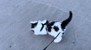 Illustration de l'article : &laquo; Un vrai chaton aventurier ! &raquo;, ce jeune chat de 10 semaines d&eacute;couvre l&rsquo;oc&eacute;an avec fascination (vid&eacute;o)