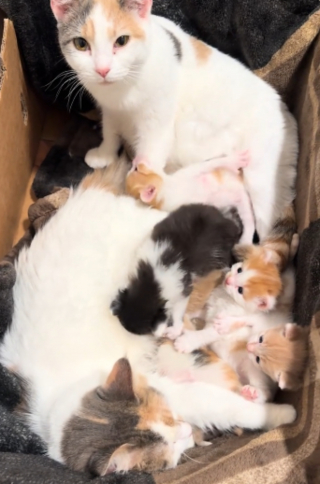Illustration de l'article : Ayant accouch&eacute; &agrave; 2 semaines d'intervalle, ces 2 chattes d&eacute;cident de s'entraider pour &eacute;lever leurs chatons (vid&eacute;o)