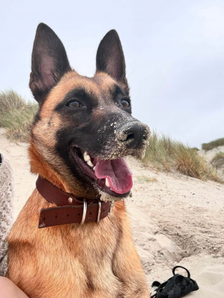 Illustration de l'article : Une cagnotte cr&eacute;&eacute;e pour une Malinoise qui se bat pour sa survie apr&egrave;s avoir subi un tir &agrave; la chevrotine lors d'une promenade