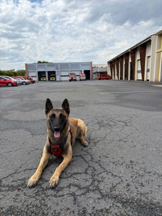 Illustration de l'article : En Charente, la disparition d'une septuagénaire résidente d'Ehpad déclenche l'intervention d'un chien pompier qui la retrouve au milieu de la nuit