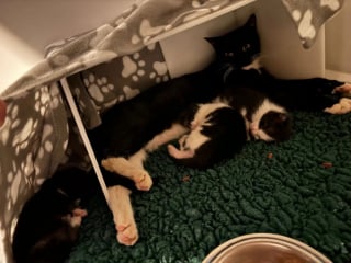 Illustration de l'article : Une chatte cache ses chatons dans une chaufferie étouffante avant d’être secourue avec sa famille