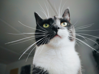 Illustration de l'article : Idée reçue : les moustaches de votre chat lui servent-elles à garder son équilibre ?