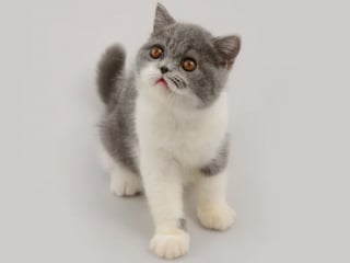 Illustration de l'article : 7 races de chats qui ont de nombreux points communs avec le Persan