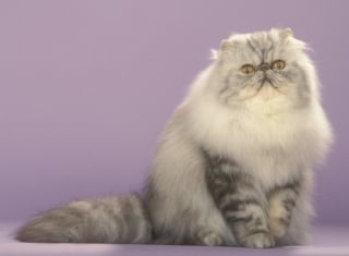 Illustration de l'article : 7 races de chats qui ont de nombreux points communs avec le Persan