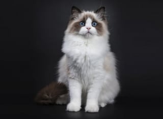 Illustration de l'article : 7 races de chats qui ont de nombreux points communs avec le Persan