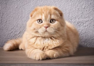Illustration de l'article : 7 races de chats qui ont de nombreux points communs avec le Persan