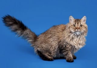 Illustration de l'article : 7 races de chats qui ont de nombreux points communs avec le Persan