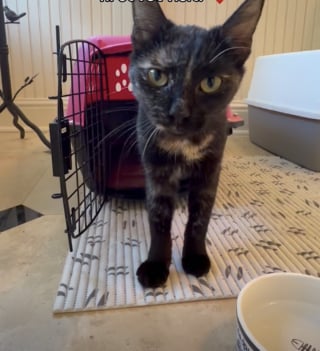 Illustration de l'article : &laquo; Elle a trouv&eacute; la bonne personne &raquo;, cette chatte est tellement heureuse d&rsquo;&ecirc;tre sauv&eacute;e qu&rsquo;elle veut absolument faire des c&acirc;lins (vid&eacute;o)