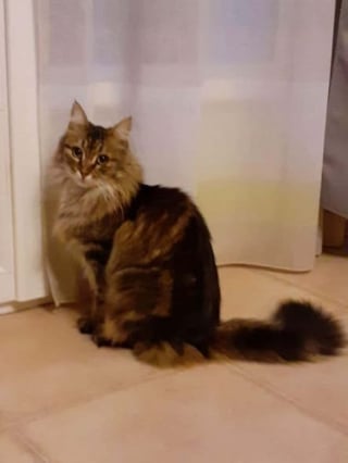 Illustration de l'article : Après 2 ans de recherches et des centaines d'affiches imprimées, une chatte disparue à Dijon est retrouvée grâce à son tatouage