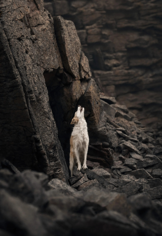 Illustration de l'article : 18 photos finalistes du prix International Pet Photography Awards qui prouvent que nos animaux de compagnies sont uniques