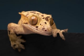 Illustration de l'article : 18 photos finalistes du prix International Pet Photography Awards qui prouvent que nos animaux de compagnies sont uniques