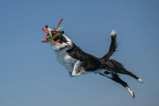 Illustration de l'article : 18 photos finalistes du prix International Pet Photography Awards qui prouvent que nos animaux de compagnies sont uniques