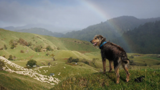 Illustration de l'article : 18 photos finalistes du prix International Pet Photography Awards qui prouvent que nos animaux de compagnies sont uniques