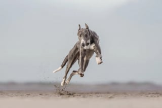 Illustration de l'article : 18 photos finalistes du prix International Pet Photography Awards qui prouvent que nos animaux de compagnies sont uniques