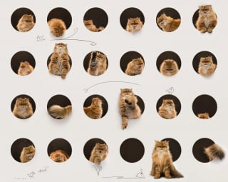 Illustration de l'article : 18 photos finalistes du prix International Pet Photography Awards qui prouvent que nos animaux de compagnies sont uniques
