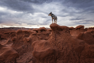 Illustration de l'article : 18 photos finalistes du prix International Pet Photography Awards qui prouvent que nos animaux de compagnies sont uniques