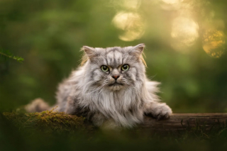 Illustration de l'article : 18 photos finalistes du prix International Pet Photography Awards qui prouvent que nos animaux de compagnies sont uniques