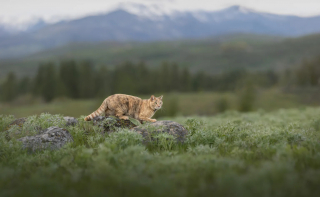 Illustration de l'article : 18 photos finalistes du prix International Pet Photography Awards qui prouvent que nos animaux de compagnies sont uniques