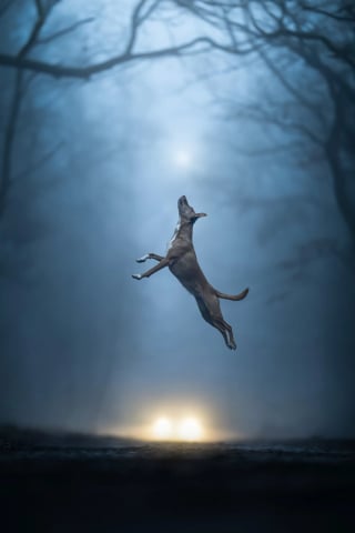 Illustration de l'article : 18 photos finalistes du prix International Pet Photography Awards qui prouvent que nos animaux de compagnies sont uniques