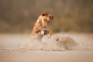 Illustration de l'article : 18 photos finalistes du prix International Pet Photography Awards qui prouvent que nos animaux de compagnies sont uniques