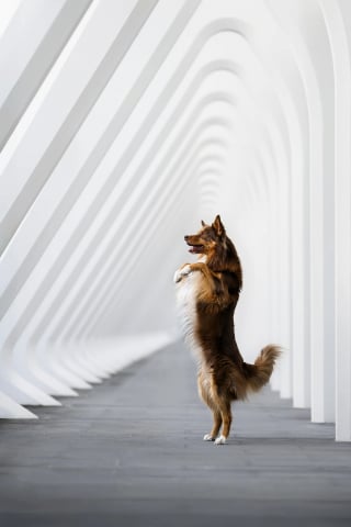 Illustration de l'article : 18 photos finalistes du prix International Pet Photography Awards qui prouvent que nos animaux de compagnies sont uniques