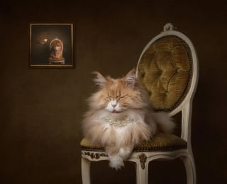 Illustration de l'article : 18 photos finalistes du prix International Pet Photography Awards qui prouvent que nos animaux de compagnies sont uniques